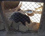 Porcupine Sits in Barren Enclosure With Dirty Water and Rotten Fruit
