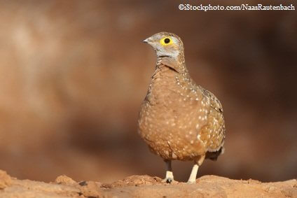 Burchell's Spotted Sandgrouse