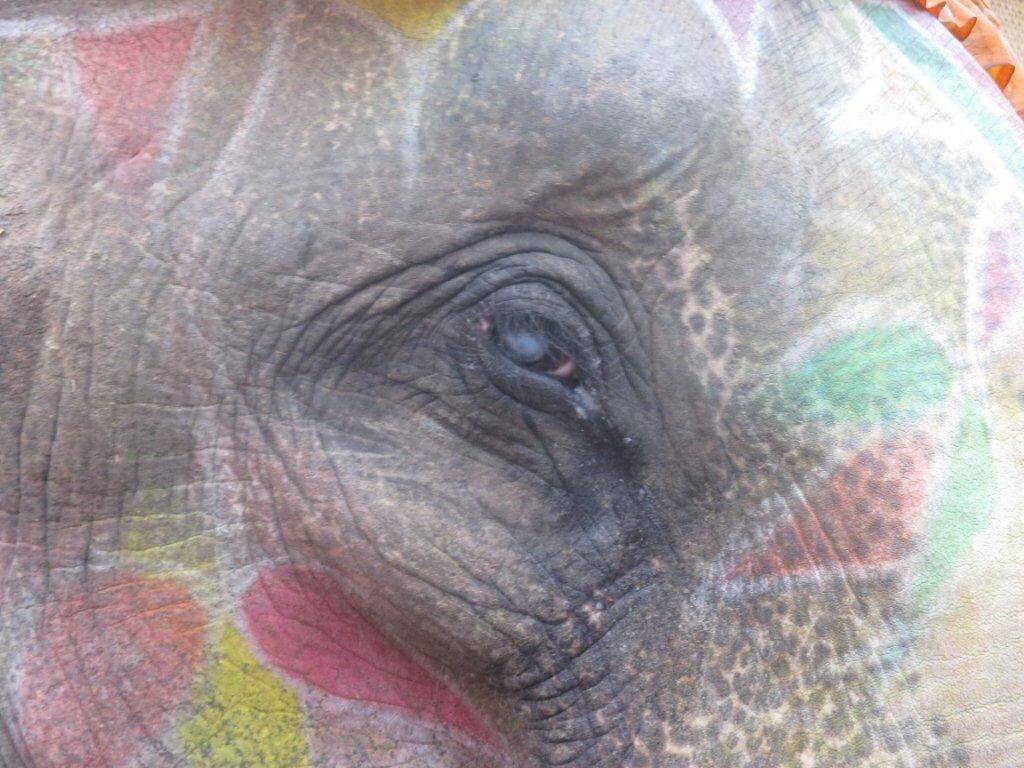 This elephant, who was blind in one eye, possibly because of corneal opacity, was being forced to work.