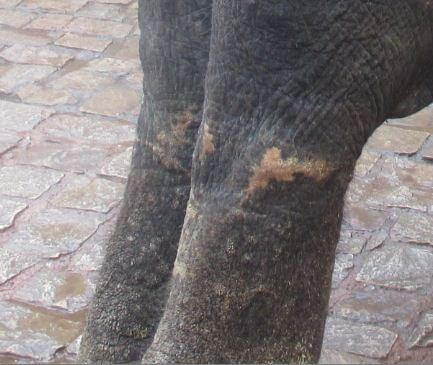 Severe scars from tethering wounds on the hind legs of an elephant indicated continuous tethering and chaining.