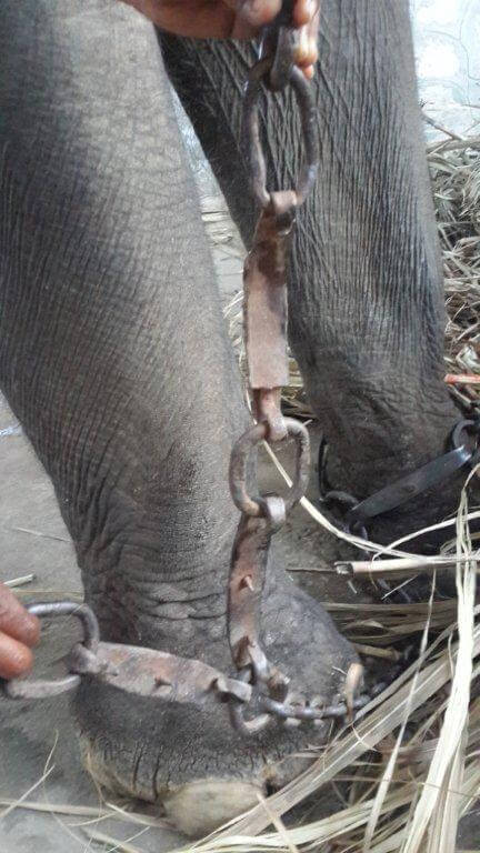 Spiked hobble chains were found tied around the front legs of this elephant.