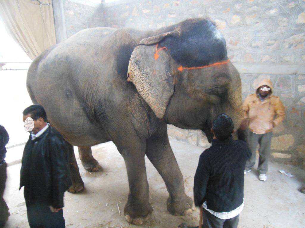 This elephant stood in a restrictive shed.