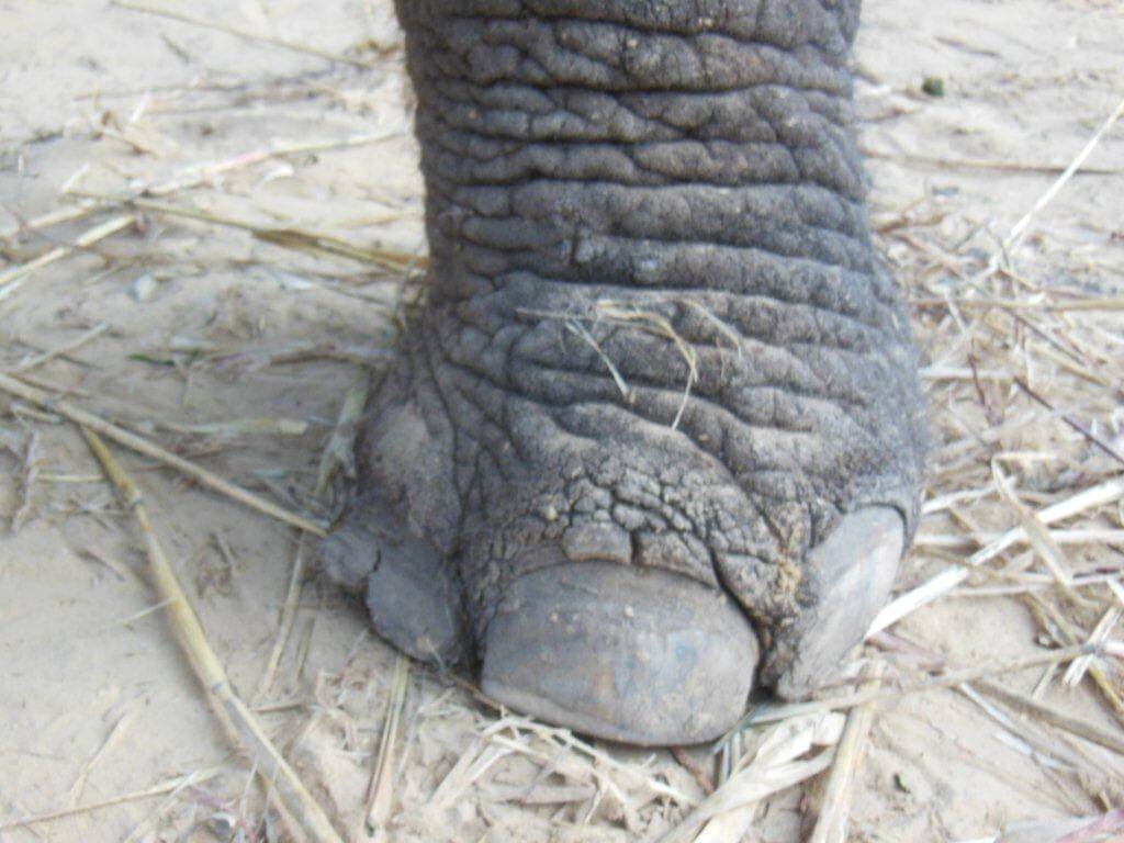 This elephant had abnormally overgrown toenails with cracks, which is a clear indication of a complete lack of care and severe neglect.