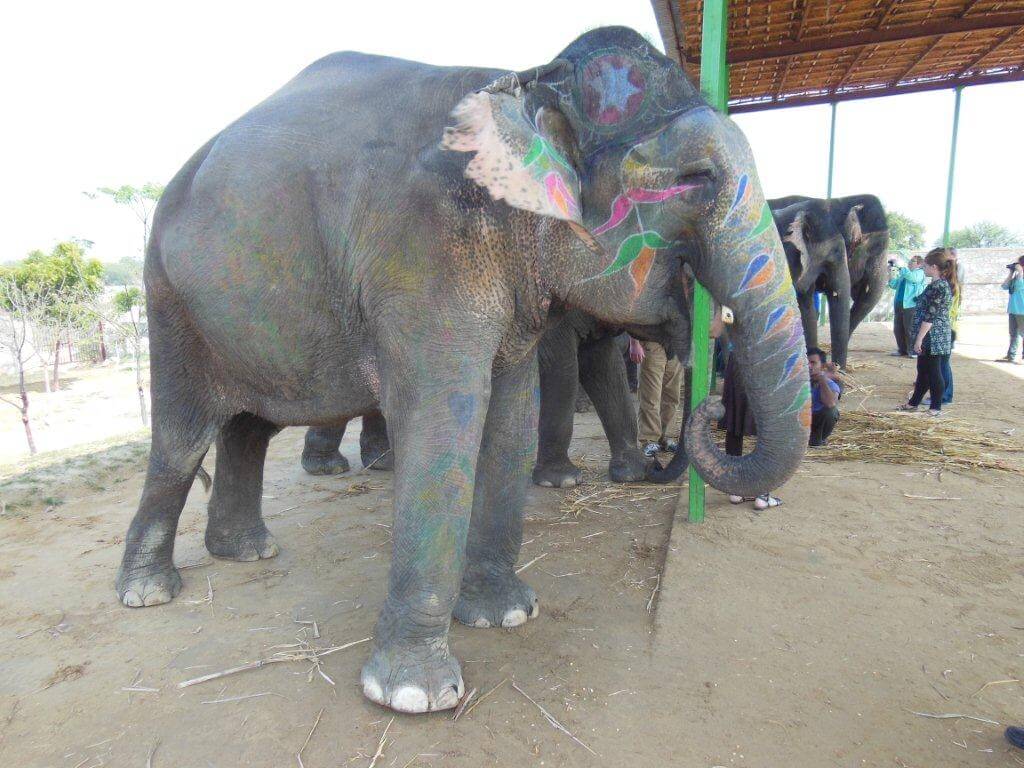 This elephant expressed stereotypic stress behaviour, including weaving, swaying and head-bobbing. She also had holes drilled in her tushes.