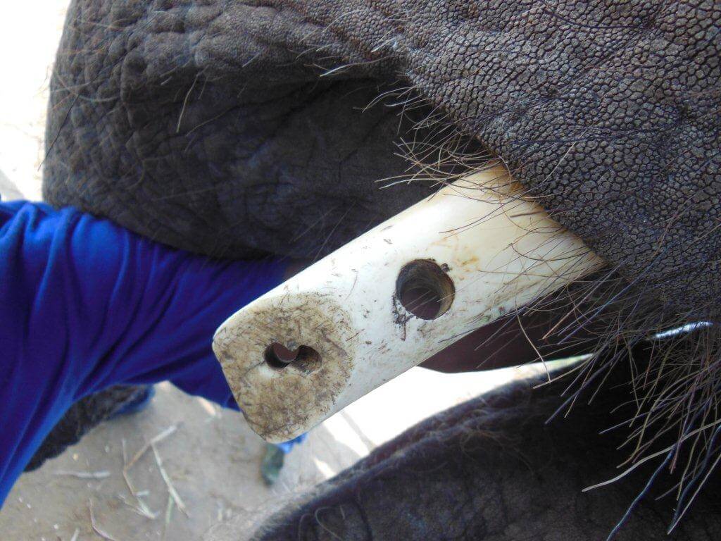 This elephant had multiple holes drilled into her tushes.
