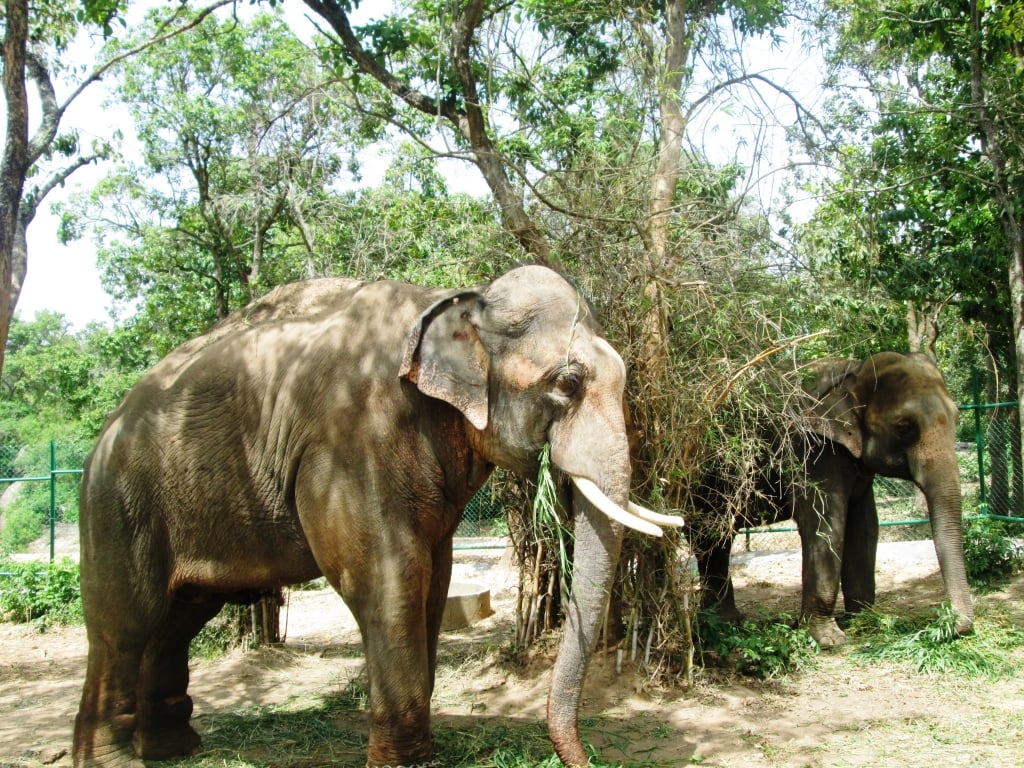 Sunder and Lakshmi have lunch. They'll need the energy to play around in the pond later.