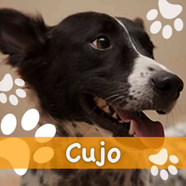 contest-cujo