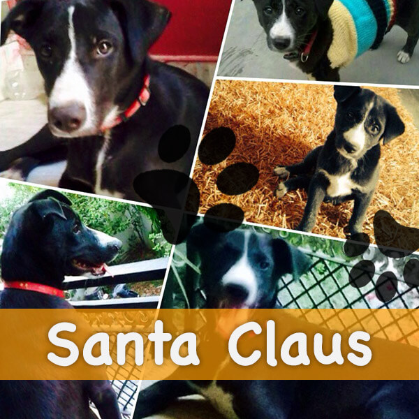 contest-santa-clause