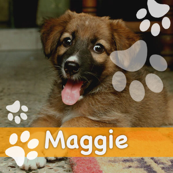 contest-maggie