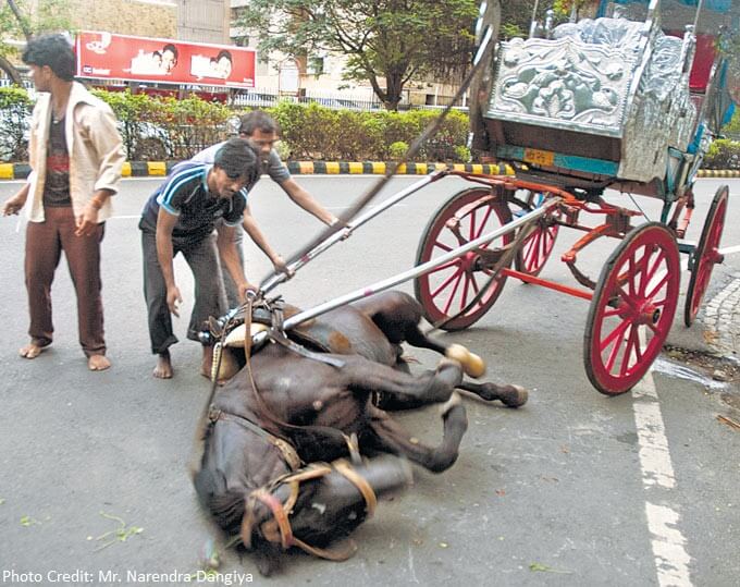 Horse that fainted for 20 mins due to exhaustion on Marine Drive. PHOTO BY MID DAY