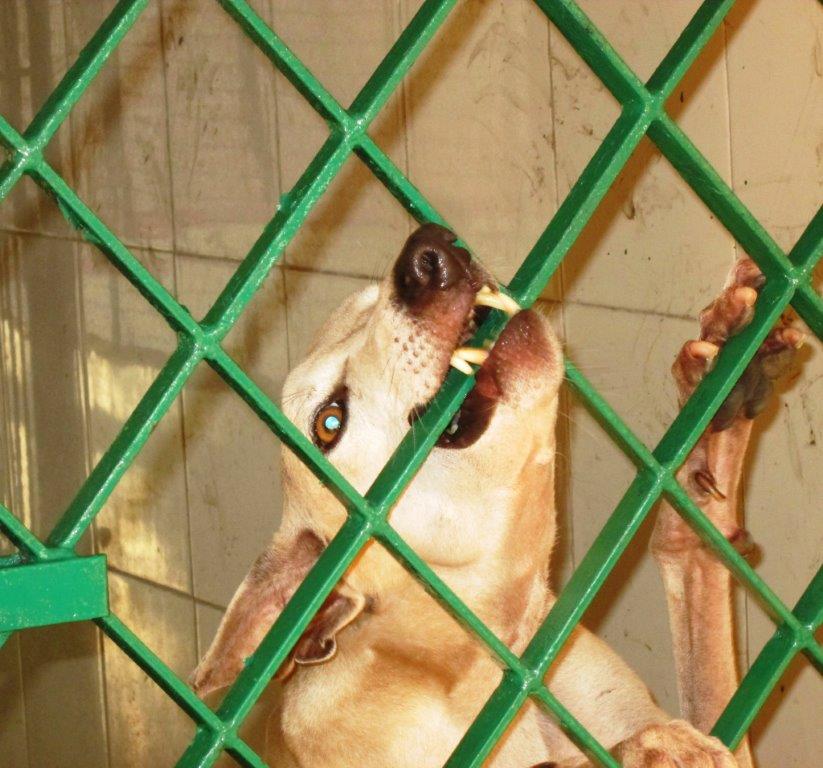Pandy-biting-bars-of-his-kennel