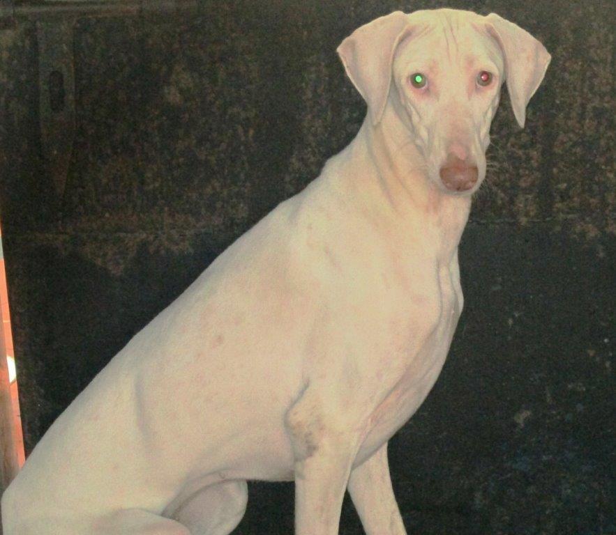 Photo of a dog of Rajapalayam breed having pressure sore on right elbow