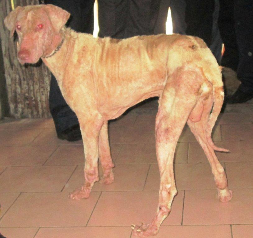 Rajapalayam-male-dog-infested-with Demodicosois mange