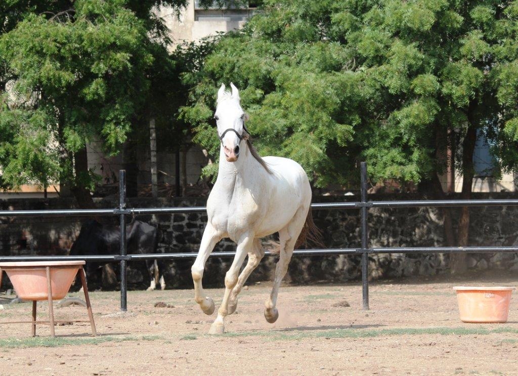 Rescued-horse-Akshaya-Sangli