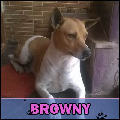 Browny was just 2 months old when he was rescued by Supriya from a pit he had fallen into. Supriya took him home and loves him like a "little brother".