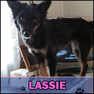 Lassie was badly injured and bruised when Marbaniang found her on the road. She took her to vet and get her treated. Now, Lassie is happy in her loving home.