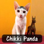 Chikki Panda was abandoned on the streets, and one of her leg bones was dislocated. After Lavanya Nethala found her, she took her to a veterinarian and got her treated. Chikki Panda is now living happily with her family.