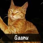 Rashi Saklani rescued three kittens, including Gaanu, when their mother died in a fight with other cats. The kittens had eaten rat poison, but after three months of care, they are now healthy.