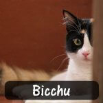 Saikat Sarkar rescued Bicchu as a pack of stray dogs were approaching the new born kitten. Bicchuh as been spayed and is in a loving "forever home".
