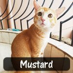 Mustard was drenched and dragging himself outside Nandini Baruva's house when she found him. A vet said that the kitten had sustained a spinal nerve injury. With Nandini's help, Mustard has recovered and is playful, and he's the centre of her life.