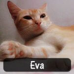 Karishma Deka rescued Eva, then just a kitten, when dogs were barking at her outside Karishma's house on a stormy winter night. The golden feline is now a beloved member of the family.