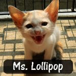 Someone had abandoned two kittens on Sudipta Choudhwry's doorstep, leaving them in the rain all night. When Sudipta found them, one was dead. She named the other Ms Lollipop. At first, her other cats did not like the new member of the family, but now they all get along.