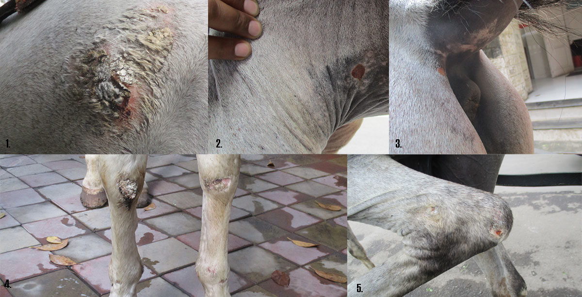 Horse-injury-photos