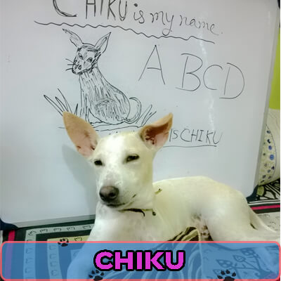 Chiku was crying and wounded when Mukherjee found the little white puppy. Chiku's left leg was injured. Mukherjee took him to vet for treatment and kept him in his family.