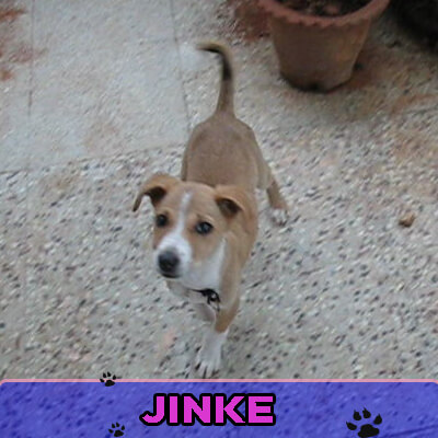 Jinke had been abused and was covered with wounds when Surya rescued him. Jinke is now a permanent member of his family.