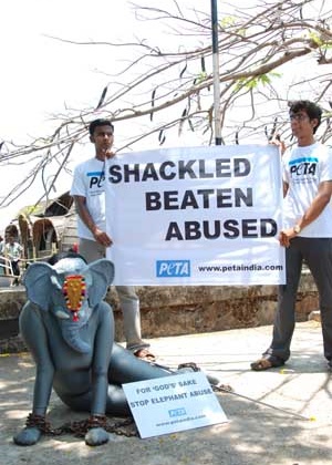 For God’s Sake Stop Elephant Abuse