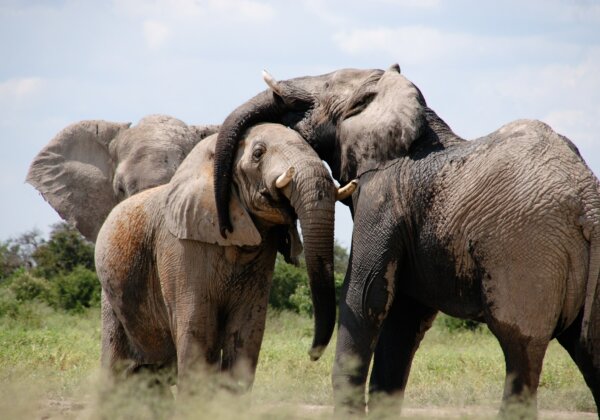 VICTORY: Ban of Entry of Elephants into the City of Mumbai