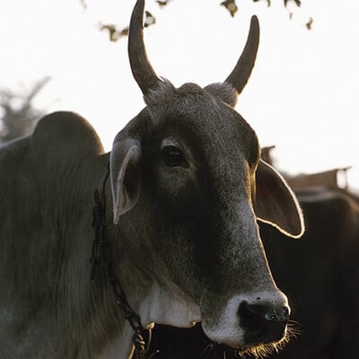 Eating-Meat-Is-Bad-For-the-Environment.jpg