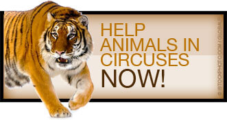 Help Animals in Circuses Now!