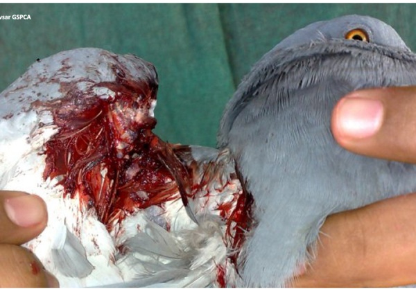 Manja Kills Birds and Humans – You Can Help Stop This
