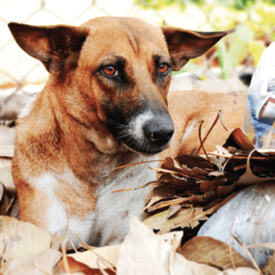 Ending Animal Homelessness: It Is as Easy as ABC!