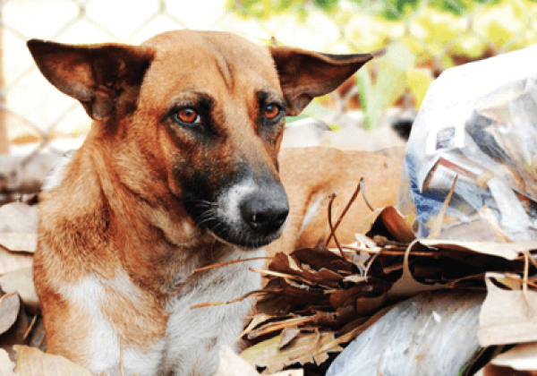 Ending Animal Homelessness: It Is as Easy as ABC!