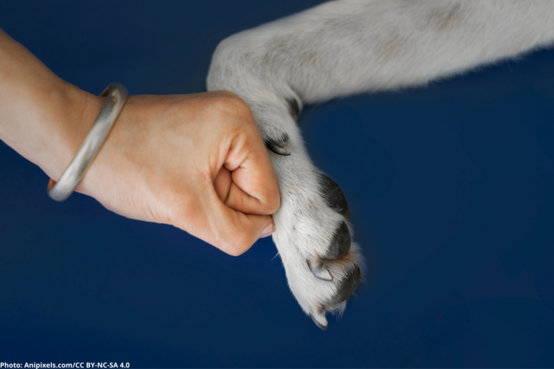 dog paw and human hand pic for donate page
