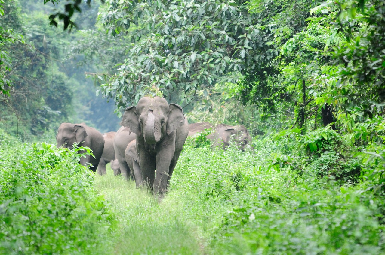 Animals Used for Entertainment - The Issues - PETA India Animals Used for Entertainment - The Issues - PETA India