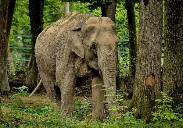 elephant photo from pixabay