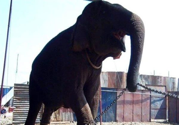 Help Ban Animals in Circuses