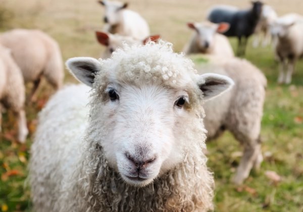 Wool