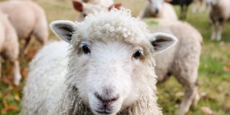 Leather | Animals Used for Clothing - The Issues - PETA India Leather | Animals Used for Clothing - The Issues - PETA India