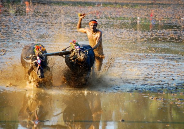 Animals Used for Entertainment - The Issues - PETA India Animals Used for Entertainment - The Issues - PETA India