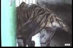 Dilapidated Tiger