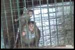 Monkeys' Enclosure is Unable To Meet Their Natural Needs