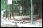 Visitor Teases a Monkey Without the Presence of an Attendant