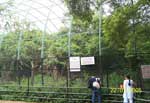 Neglected Leopard Paces Around Cage