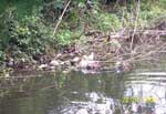 Small Body of Water Runs Through the Park