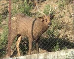 Thirsty Sambar Left in Enclosure Without Food or Water