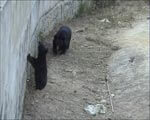 Two Black Bears Sit in Dirty Enclosure Without Food or Water